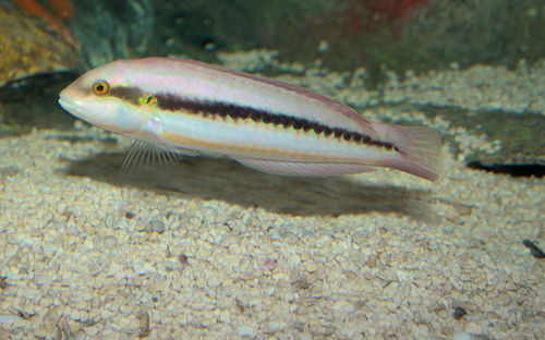 Slippery dick